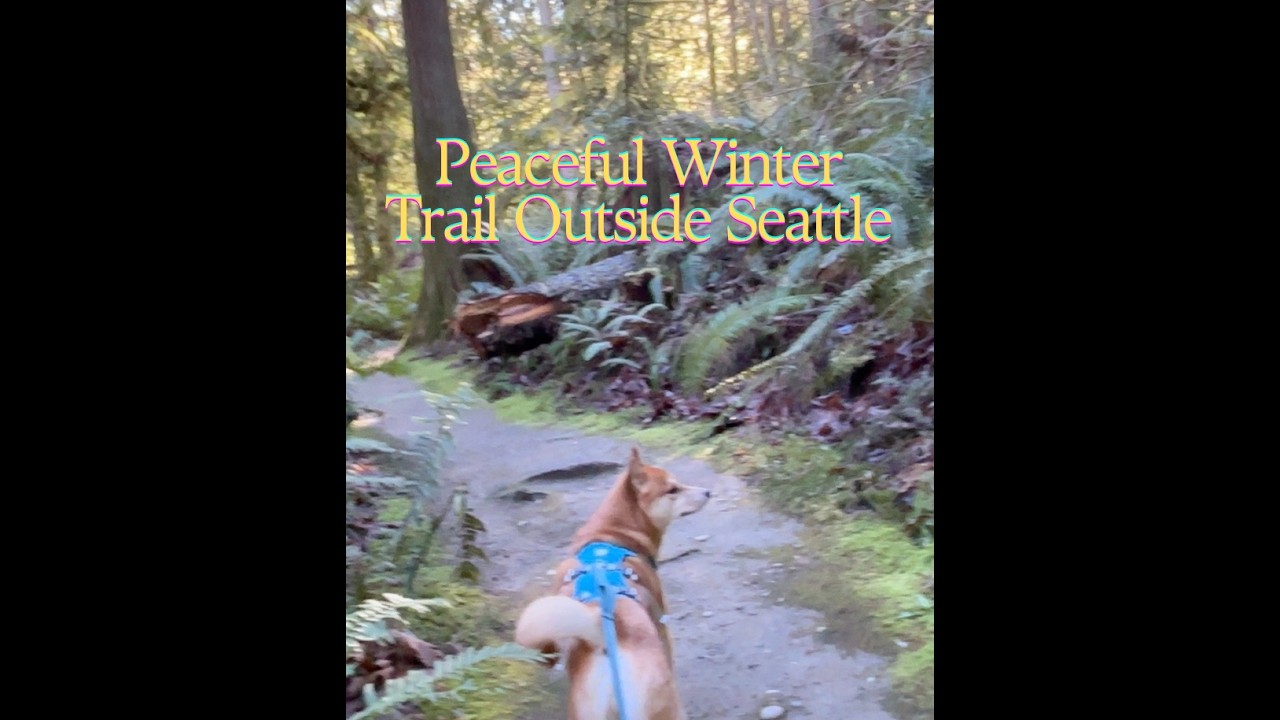 Sunny Winter Morning Walk at Evans Creek Preserve, Redmond WA | Peaceful Ambient Walk with Dog