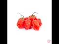 On gote un des pires piments du monde le carolina reaper