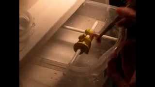 Difficult baby chondro feeding attempt #14 - Success!