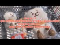 ENG SUB[vlog]ep.11 : BTS BT21 LINE FRIENDS STORE in Harajuku, Tokyo.
