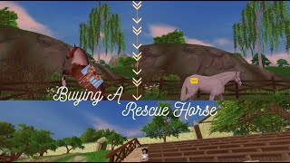 Buying A Rescue Horse! || Linn Greatburn