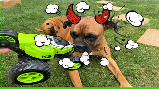 Cute boxer dog, plays with a remote control car. Funny. Caine boxer se joaca cu o masinuta.