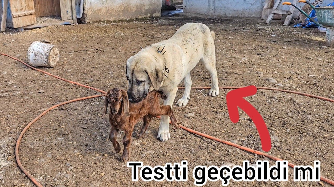 ÇOBAN KÖPEĞİ NASIL YETİŞTİRİLİR ~BARUT TESTİ GEÇTİ ~SOY ASLA YANILTMAZ