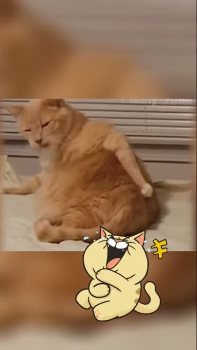 kucing garuk pantat lucu 😆#shorts