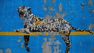 Bronx Zoo Banksy Cheetah