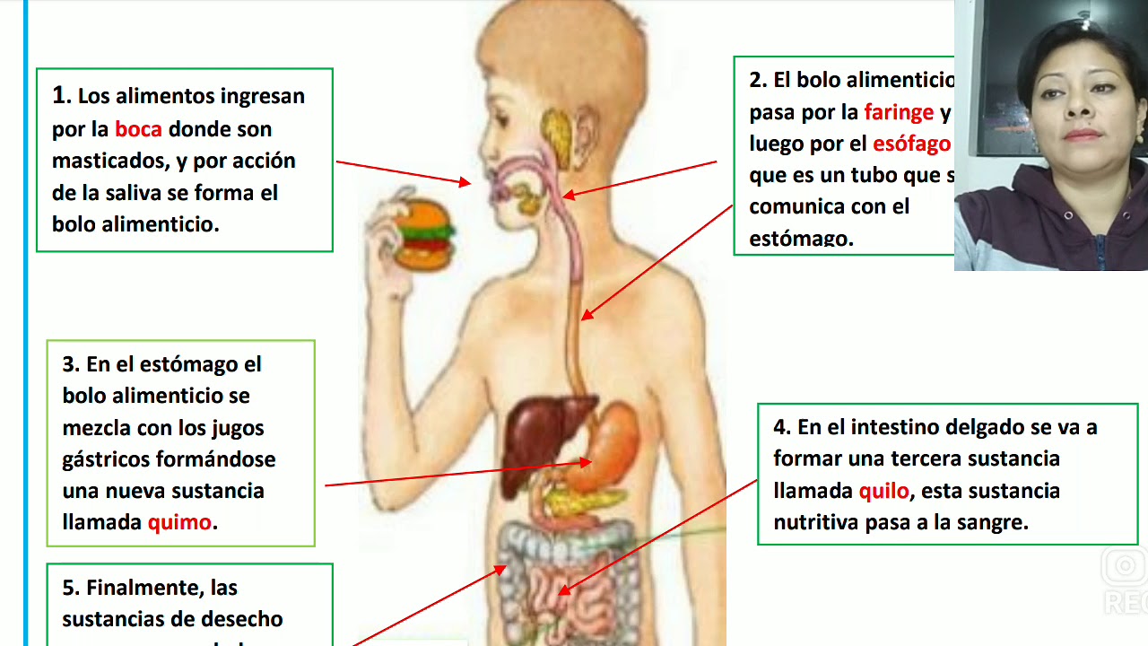 EL PROCESO DE LA DIGESTIÓN - YouTube