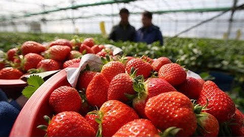 Kỹ thuật trồng và chăm sóc cây dâu tây