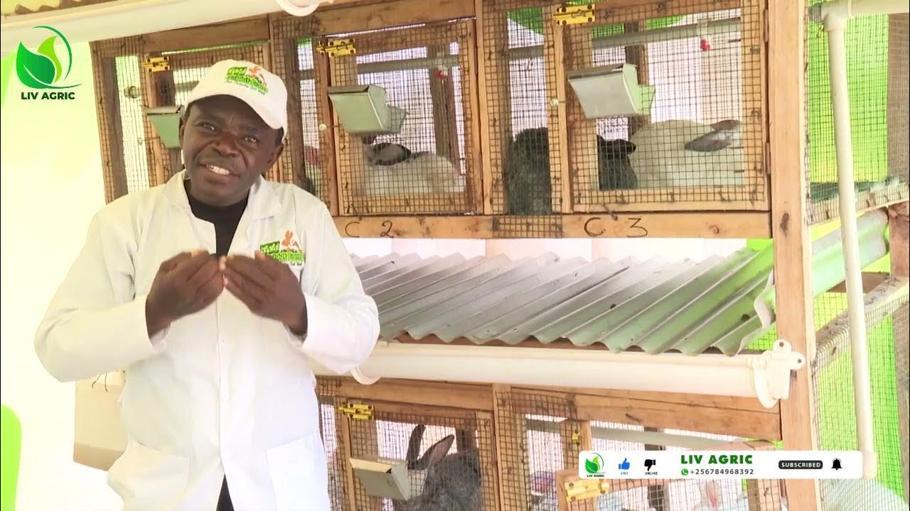 rabbit-farming-how-to-treat-bloat-in-rabbit-farming-with-asaba-charles