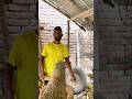 Cutting Wood with an ax skillfully #woodworking #foryou #viral