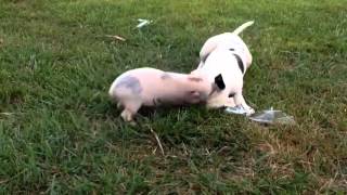 When your friend is a pig... by Funny dog videos, from Google and YouTube 43 views 7 years ago 36 seconds