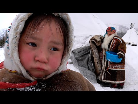 Ural Dağlarında Yaşam. Rusya. Uzak Kuzey'de Hayatta Kalma. Göçebe Nenets