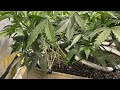 How to Maximize Yield with Low Stress Training (LST)