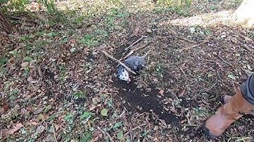 How to Release a Opossum from a Dog Proof Trap - With After Release Footage!