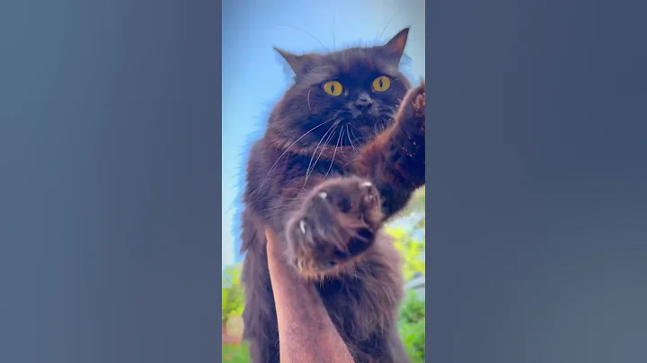 Watch the video about Rocky| Persian Cat| Cat lover |