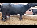 (Part 2) Best Milking Buffaloes || Professional dairy farm in Lahore || Chaudhry ashiq gujjar