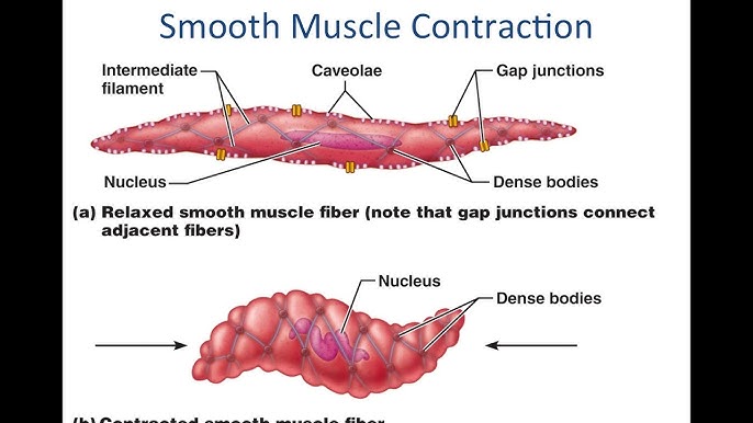 Smooth Muscle Physiology Youtube