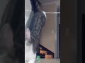 I'll show you how high i can jumpppp 😺😺 credits to the rightful owner of the video