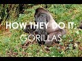 How They DO It: Gorillas