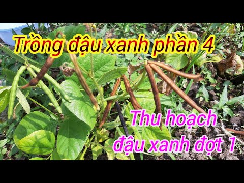 Video: Ageratum (54 ảnh): Ví Dụ Trong Thảm Hoa. Trồng Trọt Ngoài Trời. Nó Là Một Lâu Năm Hay Một Năm? Ageratum Houston (Gauston) Và Tiếng Mexico. Làm Thế Nào để Thu Thập Hạt Giống?