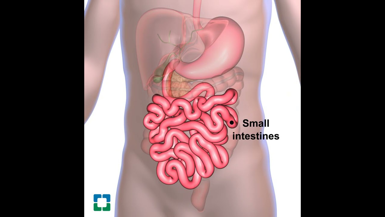 The Digestive System 