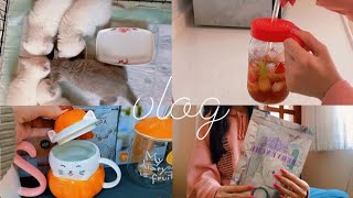 Yavru Kedi Bakımı Sınavlara Hazırlık Alışveriş Vlog