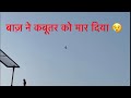 Baaz ne kabutar ko pakd liya  falcon catch pigeon