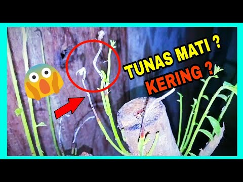 ini dia penyebab tunas bonsai kering ternyata