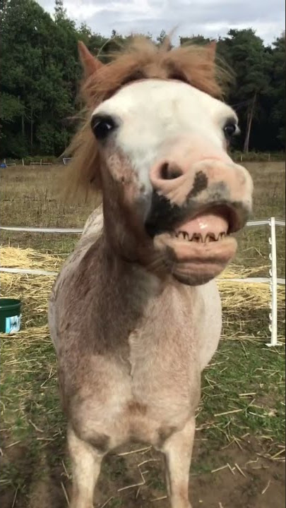 Where have I been?!?! #thethreeequines #pony #shorts