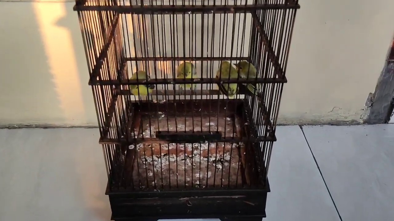 tentang anakan burung paling gampang mati di indonesia 