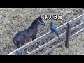 カラスを追いかけるコルシ(ゴールドシップ産駒)