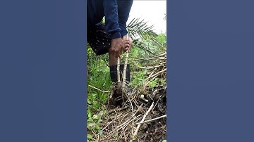 Harvesting cassava part 126 #shorts #farming #cassava #nature  #cassavaroots #cassavafarming