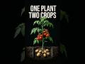 The Plant That Grows Tomatoes and Potatoes