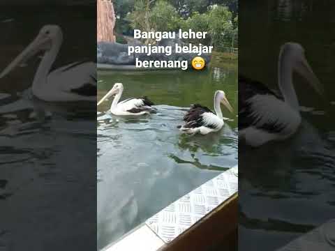 they both enjoying swimming 😍