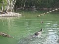 Crocodile in the water