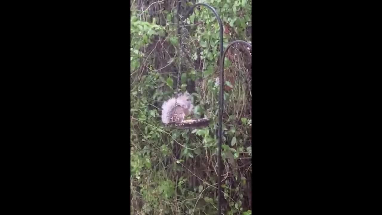 Squirrel In Boynton Beach Uses Tail As Umbrella YouTube squirrel-in-boynton-beach-uses-tail-as-umbrella-youtube
