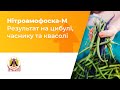 Ефект від внесення Нітроамофоски-М на цибулі, часнику та квасолі