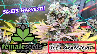 Seed to Harvest - [Weekly Update’s]