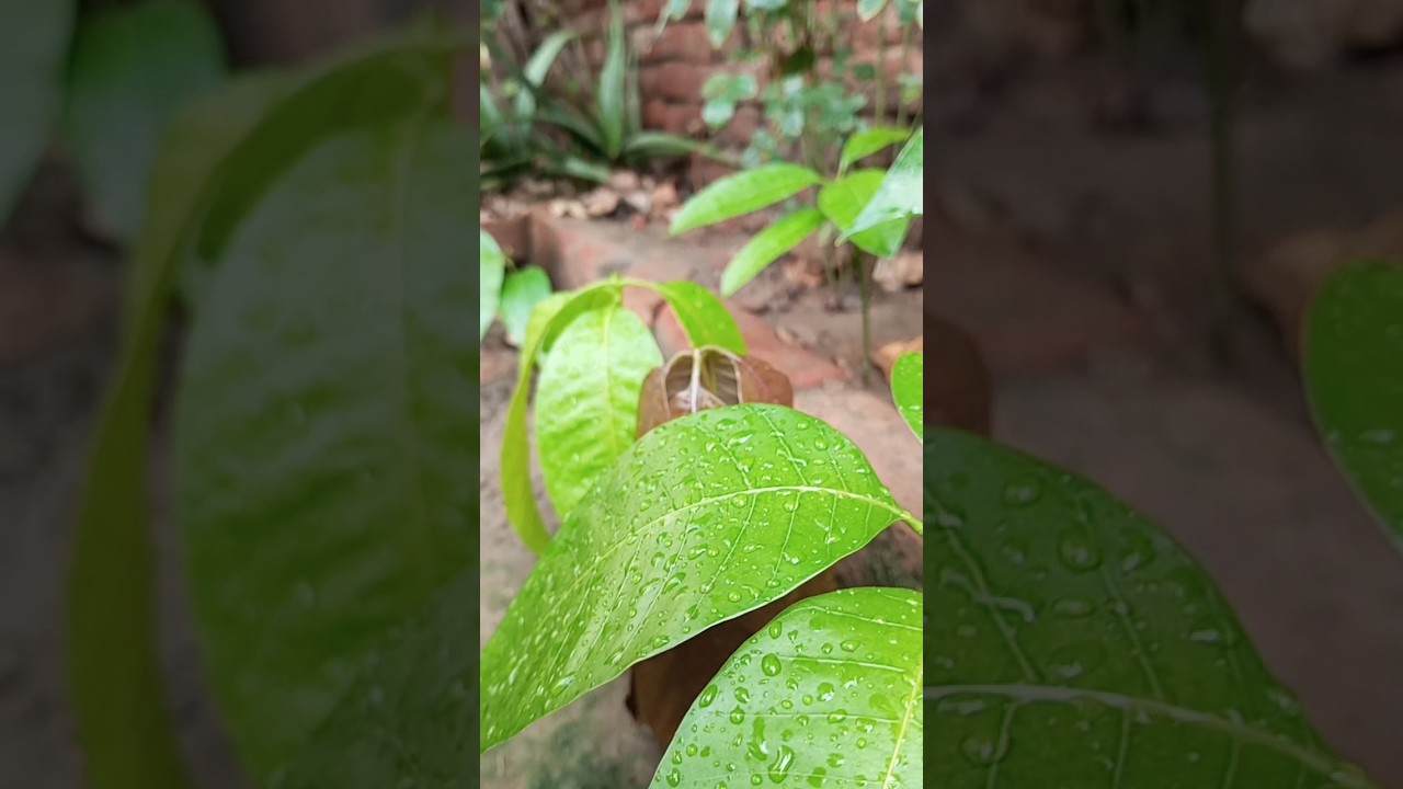 Grow mango 🥭 plants 🌱 from seed🌰 | HB Gardeners 