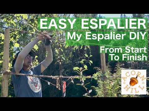 EASY ESPALIER TUTORIAL. Espaliered Pear Trees. Espaliered Fruit Trees DIY.