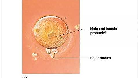 Anatomy and Physiology Chapter 28 Part 1