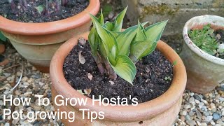 Pot Grow Hosta's Spring Tips for Success