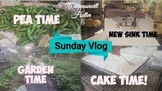 Putting up peas, The Best Chocolate Cake, no eggs!, New kitchen sink