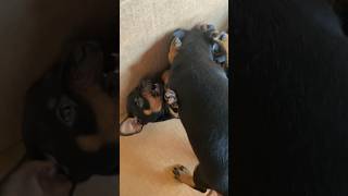 Cute Min Pin Puppies Going At It! #Shorts
