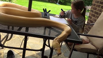 5 year old and 13ft Reticulated Python enjoying the outside