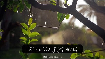 تلاوة مؤثرة للقارئ دلشاد احمد الكردي.