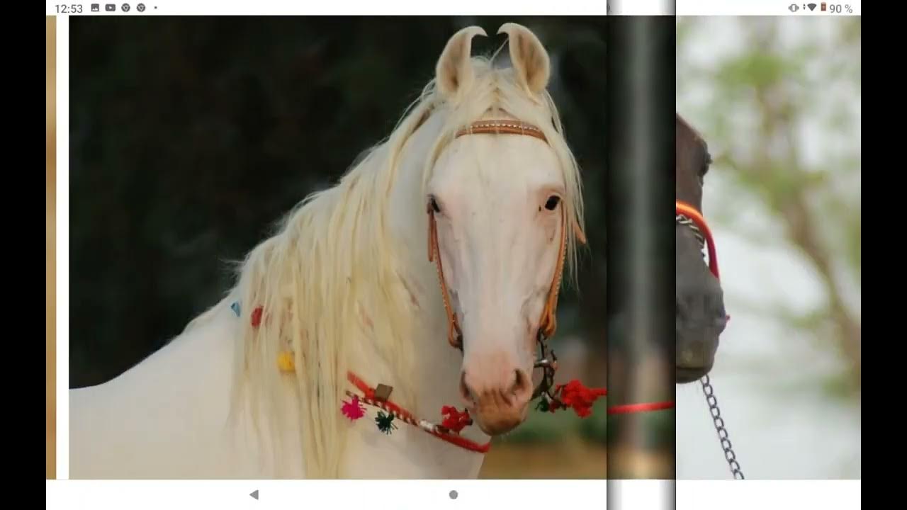 horse - Фотография 25 из 46 ВКонтакте