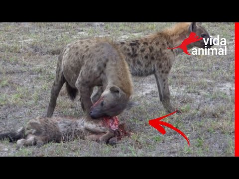 Hiena Debochada - Aulinha de anatomia animal 🐸👌