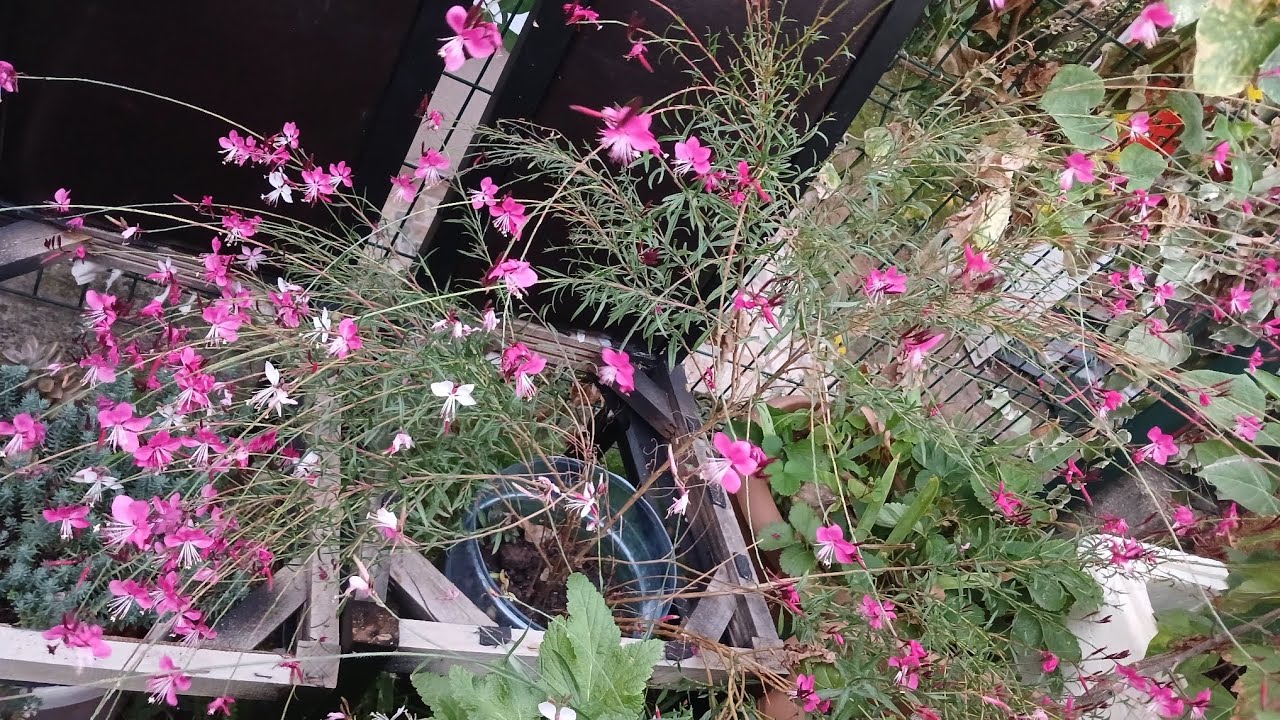 Yeni aldığım çiçekleri ve saksıları tanıtıyorum.