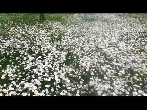 გვირილები