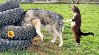 New Funny Animals 2023 😂 Funniest Cats and Dogs Videos #150 by Pet World 557 views 3 months ago 8 minutes, 4 seconds